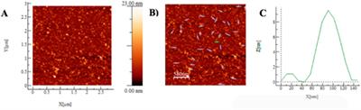 Synthesis of chitosan nanoparticles (CSNP): effect of CH-CH-TPP ratio on size and stability of NPs